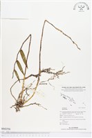 登錄號:BS02556藏品圖，第1張