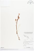 登錄號:BS02557藏品圖，第1張