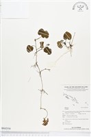 登錄號:BS02558藏品圖，第1張