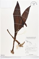 登錄號:BS02559藏品圖，第1張