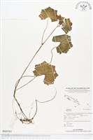 登錄號:BS02561藏品圖，第1張