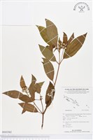 登錄號:BS02562藏品圖，第1張