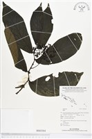 登錄號:BS02564藏品圖，第1張