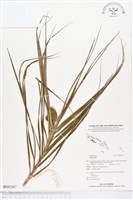 登錄號:BS02567藏品圖，第1張