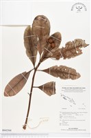 登錄號:BS02568藏品圖，第1張