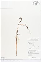 登錄號:BS02569藏品圖，第1張