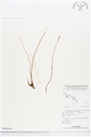 登錄號:BS02570藏品圖，第1張