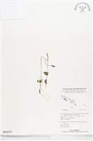 登錄號:BS02572藏品圖，第1張