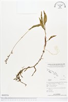 登錄號:BS02574藏品圖，第1張