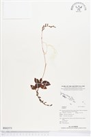 登錄號:BS02575藏品圖，第1張