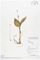 登錄號:BS02577藏品圖，第1張