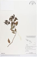 登錄號:BS02578藏品圖，第1張