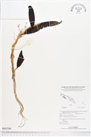 登錄號:BS02580藏品圖，第1張