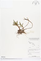 登錄號:BS02582藏品圖，第1張