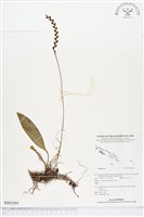 登錄號:BS02584藏品圖，第1張