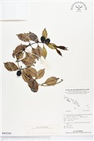 登錄號:BS02585藏品圖，第1張