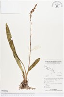 登錄號:BS02586藏品圖，第1張