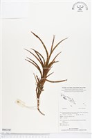 登錄號:BS02587藏品圖，第1張