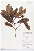 登錄號:BS02588藏品圖，第1張