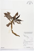 登錄號:BS02589藏品圖，第1張