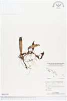 登錄號:BS02590藏品圖，第1張