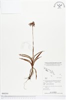 登錄號:BS02591藏品圖，第1張