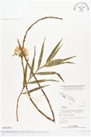 登錄號:BS02592藏品圖，第1張