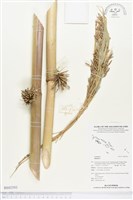 登錄號:BS02593藏品圖，第1張