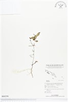 登錄號:BS02596藏品圖，第1張