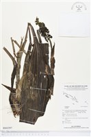 登錄號:BS02597藏品圖，第1張