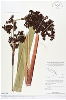 登錄號:BS02598藏品圖，第1張