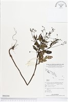 登錄號:BS02599藏品圖，第1張