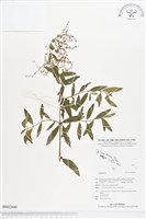 登錄號:BS02600藏品圖，第1張