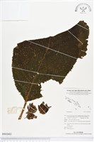 登錄號:BS02602藏品圖，第1張