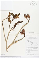 登錄號:BS02603藏品圖，第1張