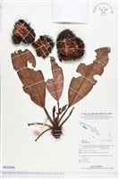 登錄號:BS02604藏品圖，第1張