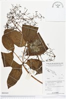 登錄號:BS02605藏品圖，第1張