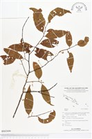 登錄號:BS02606藏品圖，第1張