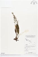 登錄號:BS02607藏品圖，第1張