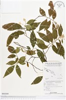 登錄號:BS02608藏品圖，第1張