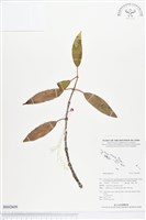 登錄號:BS02609藏品圖，第1張