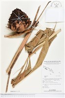 登錄號:BS02611藏品圖，第1張