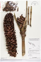 登錄號:BS02613藏品圖，第1張