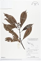 登錄號:BS02615藏品圖，第1張