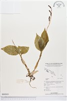 登錄號:BS02616藏品圖，第1張