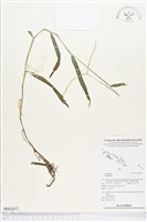 登錄號:BS02617藏品圖，第1張