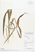 登錄號:BS02618藏品圖，第1張