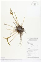 登錄號:BS02619藏品圖，第1張