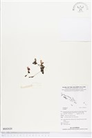 登錄號:BS02620藏品圖，第1張