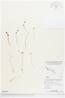 登錄號:BS02621藏品圖，第1張